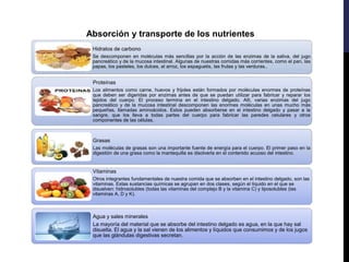 Absorción y transporte de los nutrientes
Hidratos de carbono
Se descomponen en moléculas más sencillas por la acción de las enzimas de la saliva, del jugo
pancreático y de la mucosa intestinal. Algunas de nuestras comidas más corrientes, como el pan, las
papas, los pasteles, los dulces, el arroz, los espaguetis, las frutas y las verduras..
Proteínas
Los alimentos como carne, huevos y frijoles están formados por moléculas enormes de proteínas
que deben ser digeridas por enzimas antes de que se puedan utilizar para fabricar y reparar los
tejidos del cuerpo. El proceso termina en el intestino delgado. Allí, varias enzimas del jugo
pancreático y de la mucosa intestinal descomponen las enormes moléculas en unas mucho más
pequeñas, llamadas aminoácidos. Estos pueden absorberse en el intestino delgado y pasar a la
sangre, que los lleva a todas partes del cuerpo para fabricar las paredes celulares y otros
componentes de las células.
Grasas
Las moléculas de grasas son una importante fuente de energía para el cuerpo. El primer paso en la
digestión de una grasa como la mantequilla es disolverla en el contenido acuoso del intestino.
Vitaminas
Otros integrantes fundamentales de nuestra comida que se absorben en el intestino delgado, son las
vitaminas. Estas sustancias químicas se agrupan en dos clases, según el líquido en el que se
disuelven: hidrosolubles (todas las vitaminas del complejo B y la vitamina C) y liposolubles (las
vitaminas A, D y K).
Agua y sales minerales
La mayoría del material que se absorbe del intestino delgado es agua, en la que hay sal
disuelta. El agua y la sal vienen de los alimentos y líquidos que consumimos y de los jugos
que las glándulas digestivas secretan.
 