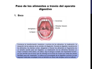Paso de los alimentos a través del aparato
digestivo
1. Boca
Comienza la transformación mecánica y química de los alimentos, la insalivación, la
recepción de los sabores de la comida y la deglución. Durante la digestión mecánica de
los alimentos, los dientes cortan, desgarran y trituran los alimentos en fragmentos de
un tamaño acorde para ser tragados. La masticación de los alimentos favorece un
mayor contacto entre éstos y la saliva. Aquí la lengua cumple una importante función,
ya que permite que el trozo que se introdujo en la boca se mueva por todas las piezas
dentales para ser masticado. La saliva es la encargada de la digestión química ya que
degrada moléculas complejas como el almidón en otras más simples como la maltosa.
 