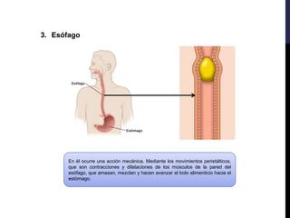 3. Esófago
En él ocurre una acción mecánica. Mediante los movimientos peristálticos,
que son contracciones y dilataciones de los músculos de la pared del
esófago, que amasan, mezclan y hacen avanzar el bolo alimenticio hacia el
estómago.
 