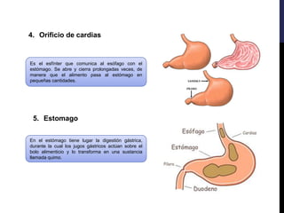 4. Orificio de cardias
Es el esfínter que comunica al esófago con el
estómago. Se abre y cierra prolongadas veces, de
manera que el alimento pasa al estómago en
pequeñas cantidades.
5. Estomago
En el estómago tiene lugar la digestión gástrica,
durante la cual los jugos gástricos actúan sobre el
bolo alimenticio y lo transforma en una sustancia
llamada quimo.
 