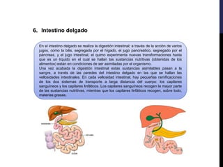 6. Intestino delgado
En el intestino delgado se realiza la digestión intestinal; a través de la acción de varios
jugos, como la bilis, segregada por el hígado, el jugo pancreático, segregado por el
páncreas, y el jugo intestinal, el quimo experimenta nuevas transformaciones hasta
que es un líquido en el cual se hallan las sustancias nutritivas (obtenidas de los
alimentos) están en condiciones de ser asimiladas por el organismo.
Una vez acabada la digestión intestinal estas sustancias asimilables pasan a la
sangre, a través de las paredes del intestino delgado en las que se hallan las
vellosidades intestinales. En cada vellosidad intestinal, hay pequeñas ramificaciones
de los dos sistemas de transporte a larga distancia del cuerpo: los capilares
sanguíneos y los capilares linfáticos. Los capilares sanguíneos recogen la mayor parte
de las sustancias nutritivas, mientras que los capilares linfáticos recogen, sobre todo,
materias grasas.
 