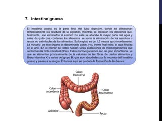 7. Intestino grueso
El intestino grueso es la parte final del tubo digestivo, donde se almacenan
temporalmente los residuos de la digestión mientras se preparan los desechos que,
finalmente, son eliminados al exterior. En este se absorbe la mayor parte del agua y
sales de quilo que contienen los alimentos se inicia la eliminación de los residuos o
restos no asimilables de los alimentos. Su longitud es de 1,5 metros aproximadamente.
La mayoría de este órgano es denominado colon, y su tramo final recto, el cual finaliza
en el ano. En el interior del colon habitan unas poblaciones de microorganismos que
conforman la biota intestinal (flora). Estos microorganismos son de gran importancia, ya
que se alimentan principalmente de la celulosa de las fibras de ciertos alimentos y
libera vitamina K y varias del grupo B, que son absorbidas por la mucosa del intestino
grueso y pasan a la sangre. Entonces aquí se produce la formación de las heces.
 