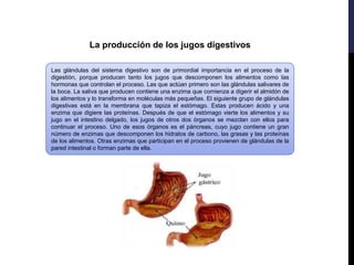 La producción de los jugos digestivos
Las glándulas del sistema digestivo son de primordial importancia en el proceso de la
digestión, porque producen tanto los jugos que descomponen los alimentos como las
hormonas que controlan el proceso. Las que actúan primero son las glándulas salivares de
la boca. La saliva que producen contiene una enzima que comienza a digerir el almidón de
los alimentos y lo transforma en moléculas más pequeñas. El siguiente grupo de glándulas
digestivas está en la membrana que tapiza el estómago. Estas producen ácido y una
enzima que digiere las proteínas. Después de que el estómago vierte los alimentos y su
jugo en el intestino delgado, los jugos de otros dos órganos se mezclan con ellos para
continuar el proceso. Uno de esos órganos es el páncreas, cuyo jugo contiene un gran
número de enzimas que descomponen los hidratos de carbono, las grasas y las proteínas
de los alimentos. Otras enzimas que participan en el proceso provienen de glándulas de la
pared intestinal o forman parte de ella.
 
