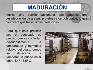 MADURACIÓN
Implica una acción bacteriana que produce una
desintegración de grasas, proteínas y carbohidratos, lo que
provocará que las enzimas producidas.
Para que este proceso
sea el adecuado es
preciso que se controlen
cuidadosamente la
temperatura y humedad
relativa del cuarto donde
se almacena. La
temperatura puede estar
entre 4,4º-15,6º C
MADURACIÓN
 