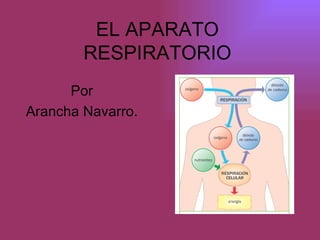 EL APARATO RESPIRATORIO Por Arancha Navarro. 