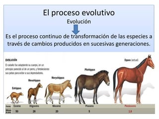 El proceso evolutivo
Evolución
Es el proceso continuo de transformación de las especies a
través de cambios producidos en sucesivas generaciones.
 