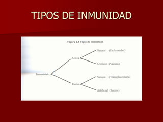 TIPOS DE INMUNIDAD
 