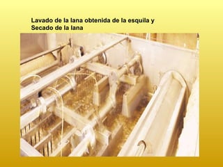 Lavado de la lana obtenida de la esquila y Secado de la lana 