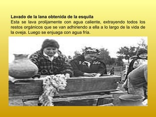 Lavado de la lana obtenida de la esquila E sta se lava prolijamente con agua caliente, extrayendo todos los restos orgánicos que se van adhiriendo a ella a lo largo de la vida de la oveja. Luego se enjuaga con agua fría . 