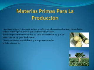 La caña de azúcar: La caña de azúcar se cultiva mucho zonas calurosas y húmedas de
todo el mundo por el azúcar que contiene en los tallos,
formados por numerosos nudos. La caña alcanza entre 2 y 5 m de
altura y entre 2 y 5 cm de diámetro.
La corona un conjunto de hojas que se parecen mucho
al del maíz común
 