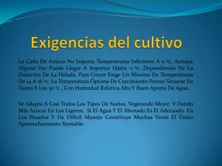 La Caña De Azúcar No Soporta Temperaturas Inferiores A 0 ºc, Aunque
Alguna Vez Puede Llegar A Soportar Hasta -1 ºc, Dependiendo De La
Duración De La Helada. Para Crecer Exige Un Mínimo De Temperaturas
De 14 A 16 ºc. La Temperatura Óptima De Crecimiento Parece Situarse En
Torno A Los 30 ºc., Con Humedad Relativa Alta Y Buen Aporte De Agua.

Se Adapta A Casi Todos Los Tipos De Suelos, Vegetando Mejor Y Dando
Más Azúcar En Los Ligeros, Si El Agua Y El Abonado Es El Adecuado. En
Los Pesados Y De Difícil Manejo Constituye Muchas Veces El Único
Aprovechamiento Rentable
 