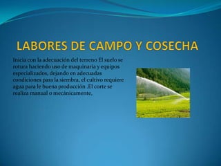 Inicia con la adecuación del terreno El suelo se
rotura haciendo uso de maquinaria y equipos
especializados, dejando en adecuadas
condiciones para la siembra, el cultivo requiere
agua para le buena producción .El corte se
realiza manual o mecánicamente,
 