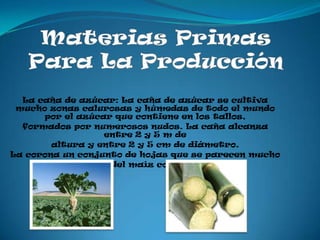 La caña de azúcar: La caña de azúcar se cultiva
 mucho zonas calurosas y húmedas de todo el mundo
      por el azúcar que contiene en los tallos,
  formados por numerosos nudos. La caña alcanza
                  entre 2 y 5 m de
        altura y entre 2 y 5 cm de diámetro.
La corona un conjunto de hojas que se parecen mucho
                 al del maíz común.
 