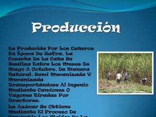 Es Producida Por Los Cañeros
En Época De Zafra, La
Cosecha De La Caña Se
Realiza Entre Los Meses De
Mayo A Octubre, De Manera
Natural, Semi Mecanizada Y
Mecanizada
Transportándose Al Ingenio
Mediante Camiones O
Vagones Tiradas Por
Tractores.
La Azúcar Se Obtiene
Mediante El Proceso De
 