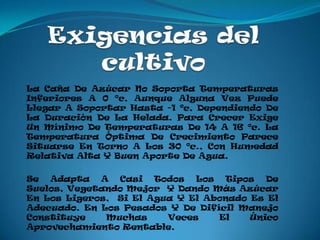 La Caña De Azúcar No Soporta Temperaturas
Inferiores A 0 ºc, Aunque Alguna Vez Puede
Llegar A Soportar Hasta -1 ºc, Dependiendo De
La Duración De La Helada. Para Crecer Exige
Un Mínimo De Temperaturas De 14 A 16 ºc. La
Temperatura Óptima De Crecimiento Parece
Situarse En Torno A Los 30 ºc., Con Humedad
Relativa Alta Y Buen Aporte De Agua.

Se Adapta A Casi Todos Los Tipos De
Suelos, Vegetando Mejor Y Dando Más Azúcar
En Los Ligeros, Si El Agua Y El Abonado Es El
Adecuado. En Los Pesados Y De Difícil Manejo
Constituye    Muchas     Veces    El    Único
Aprovechamiento Rentable.
 