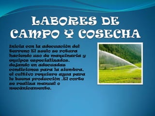 Inicia con la adecuación del
terreno El suelo se rotura
haciendo uso de maquinaria y
equipos especializados,
dejando en adecuadas
condiciones para la siembra,
el cultivo requiere agua para
le buena producción .El corte
se realiza manual o
mecánicamente.
 
