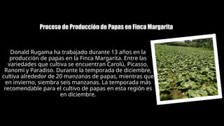 Donald Rugama Proceso productivo de las papas de como se siembra hasta que se ...