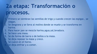 1. Primero se siembran las semillas de trigo y cuando crecen las espigas , se
siegan.
2. Se desgrana y se lleva al molino donde se muele y se transforma en
harina.
3. Para hacer pan se mezcla harina,agua,sal,levadura.
4. Se hace una masa.
5. Se da forma de barra o de bollos a la masa.
6. Se deja reposar la masa y crece.
7. Se cuece en el horno.
8. Se deja enfriar y a comer.
2a etapa: Transformación o
procesos.
 