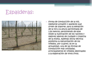 Espalderas:
              • forma de conducción de la vid,
                mediante armazón y alambres que
                sirven de soporte, para la elevación
                de la vid a la altura aproximada de
                1,50 metros; permitiendo de este
                modo la iluminación de los racimos y
                mejores labores de cuidado y cosecha
                de la misma. Además dicha técnica
                posibilita la mecanización de los
                viñedos, por cuanto, es en la
                actualidad, una de las formas de
                conducción más utilizadas,
                principalmente en viñedos destinados
                a la elaboración de vinos finos.
 