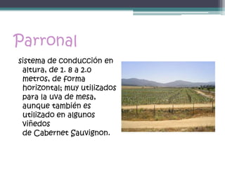 Parronal
sistema de conducción en
 altura, de 1. 8 a 2.0
 metros, de forma
 horizontal; muy utilizados
 para la uva de mesa,
 aunque también es
 utilizado en algunos
 viñedos
 de Cabernet Sauvignon.
 