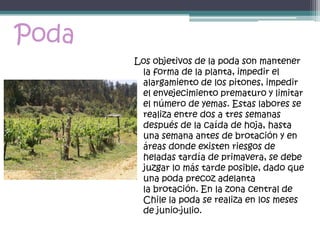 Poda
       Los objetivos de la poda son mantener
        la forma de la planta, impedir el
        alargamiento de los pitones, impedir
        el envejecimiento prematuro y limitar
        el número de yemas. Estas labores se
        realiza entre dos a tres semanas
        después de la caída de hoja, hasta
        una semana antes de brotación y en
        áreas donde existen riesgos de
        heladas tardía de primavera, se debe
        juzgar lo más tarde posible, dado que
        una poda precoz adelanta
        la brotación. En la zona central de
        Chile la poda se realiza en los meses
        de junio-julio.
 