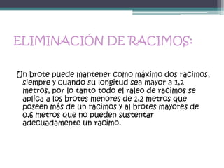 ELIMINACIÓN DE RACIMOS:

Un brote puede mantener como máximo dos racimos,
 siempre y cuando su longitud sea mayor a 1,2
 metros, por lo tanto todo el raleo de racimos se
 aplica a los brotes menores de 1,2 metros que
 poseen más de un racimos y al brotes mayores de
 0,6 metros que no pueden sustentar
 adecuadamente un racimo.
 