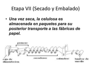 Etapa VII (Secado y Embalado)
• Una vez seca, la celulosa es
almacenada en paquetes para su
posterior transporte a las fábricas de
papel.
 