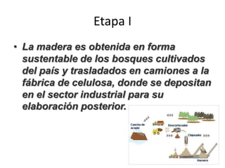 Etapa I
• La madera es obtenida en forma
sustentable de los bosques cultivados
del país y trasladados en camiones a la
fábrica de celulosa, donde se depositan
en el sector industrial para su
elaboración posterior.
 