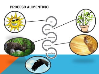 PROCESO ALIMENTICIO
sol
plantas
Herbívoros
carnívoros
carroñeros