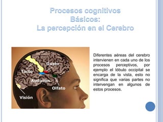 Diferentes aéreas del cerebro
intervienen en cada uno de los
procesos perceptivos, por
ejemplo el lóbulo occipital se
encarga de la vista, esto no
significa que varias partes no
intervengan en algunos de
estos procesos.
 