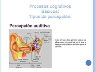 Inicia en los oídos, permite captar las
vibraciones propagadas en el aire, y
luego convertirlas en señales para el
cerebro
 