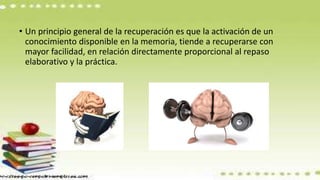 • Un principio general de la recuperación es que la activación de un
conocimiento disponible en la memoria, tiende a recuperarse con
mayor facilidad, en relación directamente proporcional al repaso
elaborativo y la práctica.
 