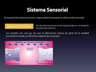 Es la parte del sistema nervioso responsable de procesar la información sensorial.
Órganos de los sentidos Son las estructuras que se han especializado en la recepción
de estímulos externos.
Los sentidos son vías por las que la información acerca de parte de la realidad
circundante accede y al SN de las especies que lo poseen.
 
