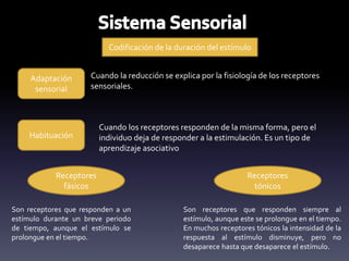 Codificación de la duración del estímulo
Adaptación
sensorial
Cuando la reducción se explica por la fisiología de los receptores
sensoriales.
Habituación
Cuando los receptores responden de la misma forma, pero el
individuo deja de responder a la estimulación. Es un tipo de
aprendizaje asociativo
Receptores
fásicos
Receptores
tónicos
Son receptores que responden a un
estímulo durante un breve periodo
de tiempo, aunque el estímulo se
prolongue en el tiempo.
Son receptores que responden siempre al
estímulo, aunque este se prolongue en el tiempo.
En muchos receptores tónicos la intensidad de la
respuesta al estímulo disminuye, pero no
desaparece hasta que desaparece el estímulo.
 