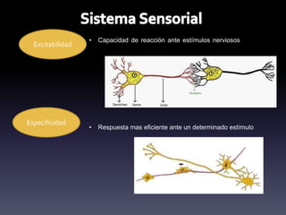 • Capacidad de reacción ante estímulos nerviosos de los
receptores sensoriales
Excitabilidad
Especificidad
• Respuesta mas eficiente ante un determinado estímulo
 