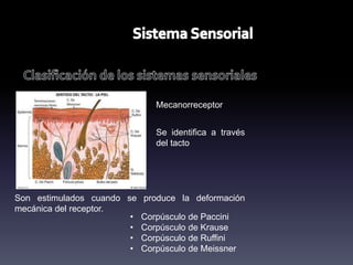 Mecanorreceptor
Se identifica a través
del tacto
Son estimulados cuando se produce la deformación
mecánica del receptor.
• Corpúsculo de Paccini
• Corpúsculo de Krause
• Corpúsculo de Ruffini
• Corpúsculo de Meissner
 