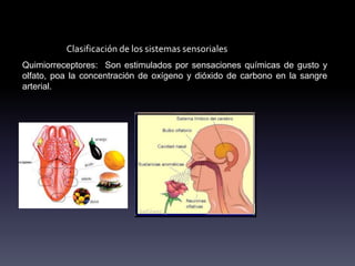 Clasificación de los sistemas sensoriales
Quimiorreceptores: Son estimulados por sensaciones químicas de gusto y
olfato, poa la concentración de oxígeno y dióxido de carbono en la sangre
arterial.
 