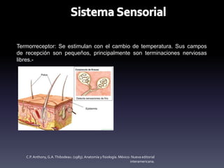 Termorreceptor: Se estimulan con el cambio de temperatura. Sus campos
de recepción son pequeños, principalmente son terminaciones nerviosas
libres.-
C.P. Anthony,G.A.Thibodeau. (1983). Anatomía y fisiología. México: Nueva editorial
interamericana.
 