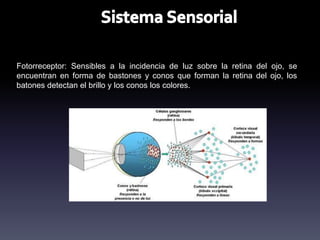 Fotorreceptor: Sensibles a la incidencia de luz sobre la retina del ojo, se
encuentran en forma de bastones y conos que forman la retina del ojo, los
batones detectan el brillo y los conos los colores.
 