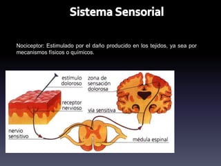 Nociceptor: Estimulado por el daño producido en los tejidos, ya sea por
mecanismos físicos o químicos.
 