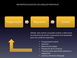 NEUROPSICOLOGIA DE LOS LOBULOS FRONTALES
Programación Regulación Control
Debido este control, se pueden evaluar y seleccionar
los esquemas de acción o respuestas mas apropiadas
para una condición específica.
• Programación motriz
• Atención
• Memoria de trabajo
• Planeación de la conducta
• Procesos sobre aprendidos (práctica o
repetición)
• Lectura, memoria o lenguaje
 