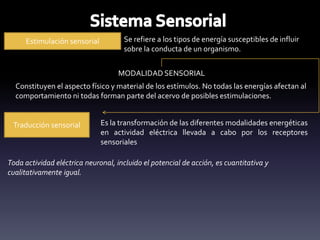 Estimulación sensorial Se refiere a los tipos de energía susceptibles de influir
sobre la conducta de un organismo.
MODALIDAD SENSORIAL
Constituyen el aspecto físico y material de los estímulos. No todas las energías afectan al
comportamiento ni todas forman parte del acervo de posibles estimulaciones.
Traducción sensorial Es la transformación de las diferentes modalidades energéticas
en actividad eléctrica llevada a cabo por los receptores
sensoriales
Toda actividad eléctrica neuronal, incluido el potencial de acción, es cuantitativa y
cualitativamente igual.
 