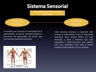 Cuantificación de la energía
estimular
Código de
frecuencia
Umbral de
respuesta
A medida que aumenta la intensidad de la
estimulación, aumenta correlativamente la
frecuencia de potenciales de acción que
una neurona sensorial transmita
Cada neurona empieza a responder sólo
cuando la estimulación tiene la intensidad
necesaria. Este umbral difiere de unas
neuronas a otras y mientras que unas
responden a estimulaciones muy débiles
(son muy sensibles) otras sólo lo hacen
cuando la estimulación es muy intensa.
 