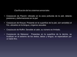 Clasificación de los sistemas sensoriales
• Corpúsculo de Paccini: Ubicado en la zona profunda de la piel, detecta
presiones y deformaciones en la piel
• Corpúsculo de Krauze: Presente en la superficie de la piel, son sensibles al
frío, ubicados en la lengua y órganos sexuales
• Corpúsculo de Ruffini: Sensible al calor, su número es límitado.
• Corpúsculo de Meissner: Presentes en la superficie de la dermis, se
localizan en el extremo de los dedos, labios y lengua, se especializan por
un tacto fino.
 