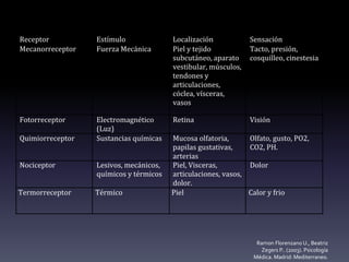 Ramon Florenzano U., Beatriz
Zegers P.. (2003). Psicología
Médica. Madrid: Mediterraneo.
Receptor Estímulo Localización Sensación
Mecanorreceptor Fuerza Mecánica Piel y tejido
subcutáneo, aparato
vestibular, músculos,
tendones y
articulaciones,
cóclea, vísceras,
vasos
Tacto, presión,
cosquilleo, cinestesia
Fotorreceptor Electromagnético
(Luz)
Retina Visión
Quimiorreceptor Sustancias químicas Mucosa olfatoria,
papilas gustativas,
arterias
Olfato, gusto, PO2,
CO2, PH.
Nociceptor Lesivos, mecánicos,
químicos y térmicos
Piel, Visceras,
articulaciones, vasos,
dolor.
Dolor
Termorreceptor Térmico Piel Calor y frio
 