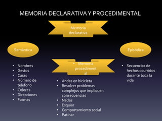MEMORIA DECLARATIVAY PROCEDIMENTAL
Memoria
declarativa
• Memoria
procediment
al
Semántica Episódica
• Nombres
• Gestos
• Caras
• Número de
telefono
• Colores
• Direcciones
• Formas
• Secuencias de
hechos ocurridos
durante toda la
vida
• Andas en bicicleta
• Resolver problemas
complejos que impliquen
consecuencias
• Nadas
• Esquiar
• Comportamiento social
• Patinar
 