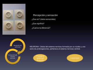 Percepción y sensación
¿Que es? (datos sensoriales)
¿Que significa?
¿Cual es la diferencia?
NEURONA: Célula del sistema nervioso formada por un núcleo y una
serie de prolongaciones, pertenece al sistema nervioso central.
Recepción de
estímulos
Conducción del
impulso
nervioso
Propaga el
potencial
de acción
transmisión
 