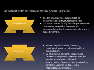 Las especies heredan dos tendencias básicas o funciones invariables:
Organización
Adaptación
• Tendencia a organizar sus procesos de
pensamiento en estructuras psicológicas
• Las estructuras están organizadas por esquemas
. Los esquemas son los elementos de
construcción básica del pensamiento (sistemas,
procedimientos).
• Herencia de adaptación al entorno,
participan los procesos de asimilación y
acomodación.
• La asimilación, es cuando las personas
utilizan sus esquemas existentes para dar
sentido a los eventos del mundo.
• Acomodación: Es cuando una persona debe
cambiar esquemas existentes para
responder a una situación.
 