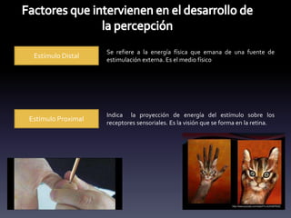 Estímulo Distal
Estímulo Proximal
Se refiere a la energía física que emana de una fuente de
estimulación externa. Es el medio físico
Indica la proyección de energía del estímulo sobre los
receptores sensoriales. Es la visión que se forma en la retina.
 
