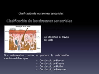 Clasificación de los sistemas sensoriales
Mecanorreceptor
Se identifica a través
del tacto
Son estimulados cuando se produce la deformación
mecánica del receptor.
• Corpúsculo de Paccini
• Corpúsculo de Krause
• Corpúsculo de Ruffini
• Corpúsculo de Meissner
 